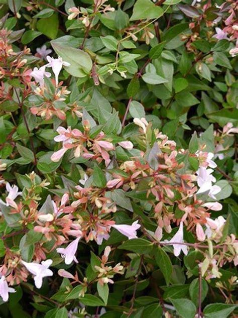 Abelia grandiflora Großblumige Abelie günstig kaufen