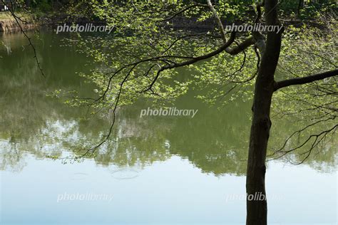 三ツ池公園の若葉に新緑と水面に映える景観 写真素材 5963509 フォトライブラリー Photolibrary