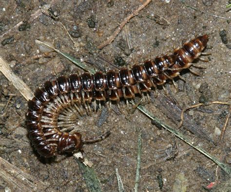 Millipedes Oxidus Gracilis Bugguide Net