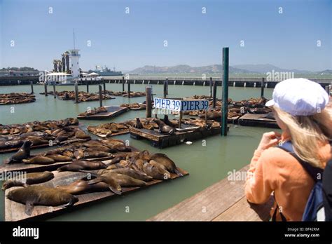 Watching Sea Lions At Pier 39 Fishermans Wharf San Francisco Bay