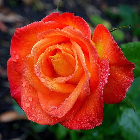 Red-Orange Rose by FeralWhippet on DeviantArt