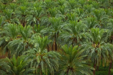 high density date palm plantation spacing plants  acre techniques