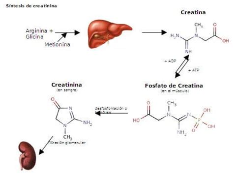 Que Es La Creatinina Cerebromedico