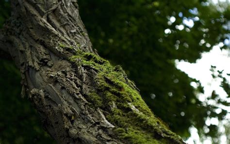 Hintergrundbilder Sonnenlicht Bäume Wald Blätter Tiefenschärfe