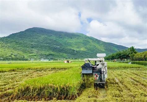 2023年杂交水稻双季亩产3000斤高产攻关实验首个示范点早造测产 亩产突破900公斤小儿疾病频道东方养生