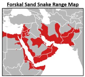 13 COMMON Types Of Snakes Found In Iraq 2023 Bird Watching HQ