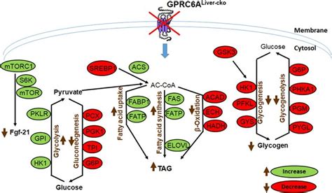 Summary Of Metabolic Pathways In Hepatocytes In Gprc6a Liver Cko Mice