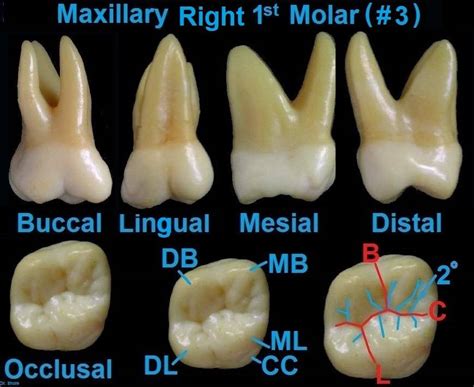 Molar Tooth Anatomy