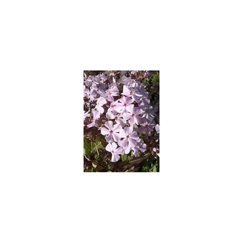 Phlox Paniculata All In One Plante Vivace Le Chatel Des Vivaces