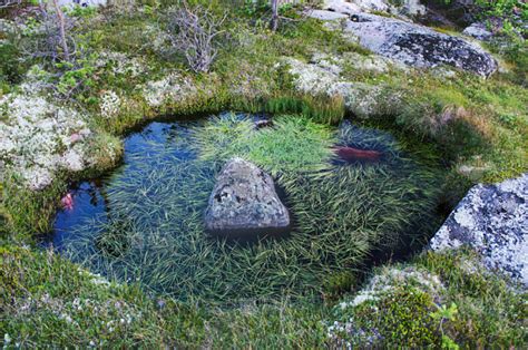 苔藓 石头 自然 水 水平画幅 枝繁叶茂 岩石 无人 地毯 植物