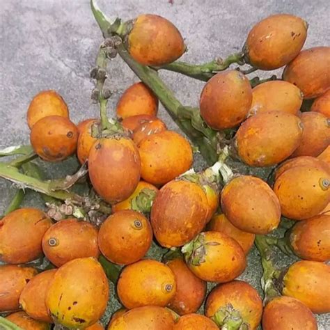 Jual Buah Pinang Tua Shopee Indonesia