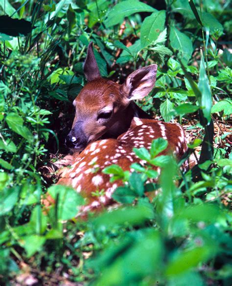 Leave deer fawns alone - KentuckyAngling News Magazine