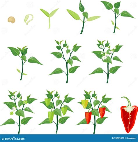 Pepper Growing Stage Stock Vector Illustration Of Germination 70669830