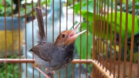 Suara Prenjak Gacor Untuk PIKAT Dan Masteran Burung Manapun YouTube