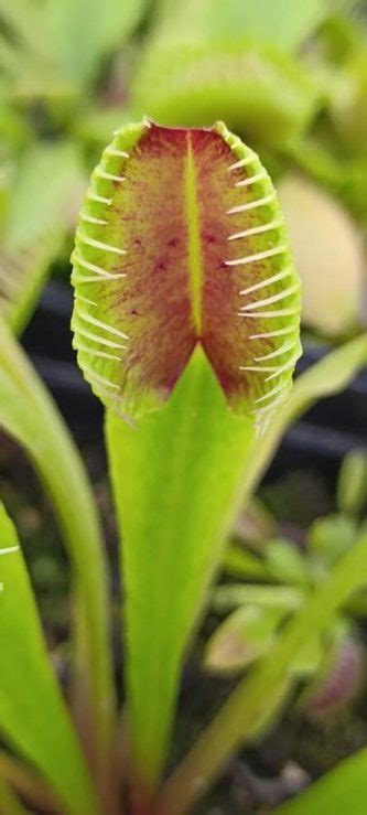 Alfonso La Cava Delle Carnivore S Venus Flytrap Dionaea Pictures Mi