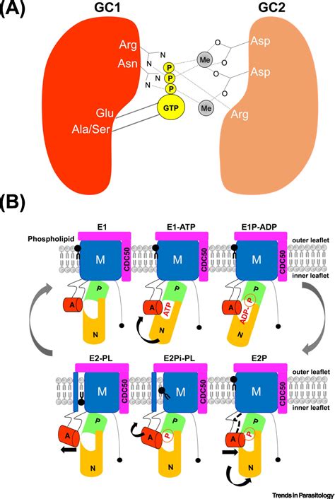 Chimeras Of P4 Atpase And Guanylate Cyclase In Pathogenic Protists