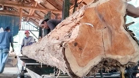 Operator Profesional Proses Papan Kayu Jati Landak Pesanan Jurakgan