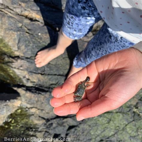 Exploring the Intertidal Zone - Berries & Barnacles