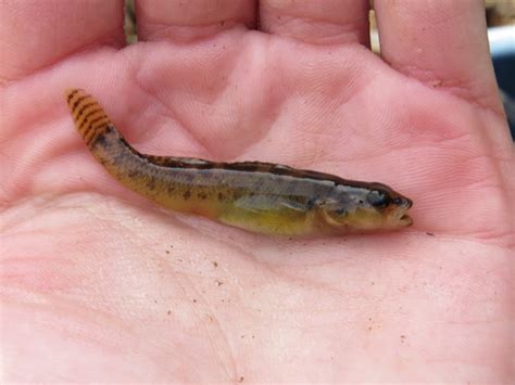 Etheostoma Kennicotti Fishes Of The Upper Green River Ky · Inaturalist