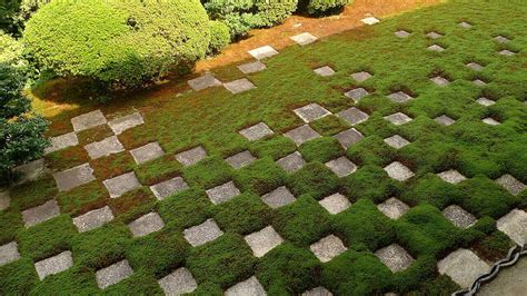 Reseeding A Moss Covered Lawn For A Healthy And Happy Grass