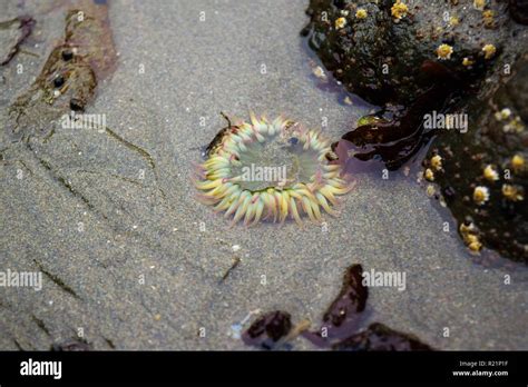 Sea Anemone In Tide Pool Stock Photo Alamy