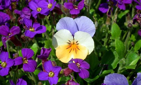 Pansy Flowers Spring - Free photo on Pixabay