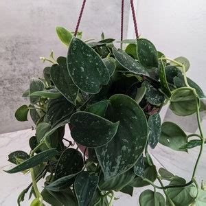 8 Hanging Basket Satin Pothos Silver Pothos - Etsy