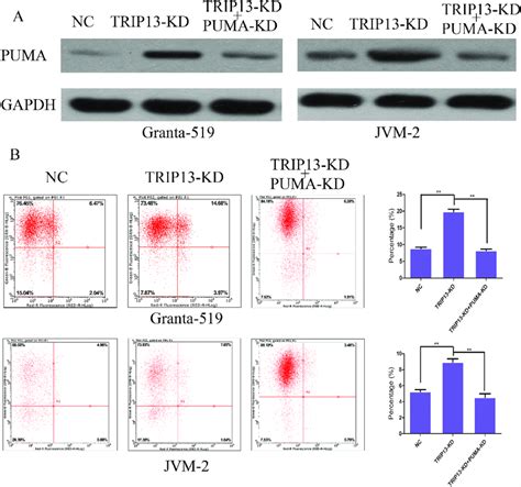 Trip13 Knockdown Induced Cll Cells Apoptosis Through Puma Independent