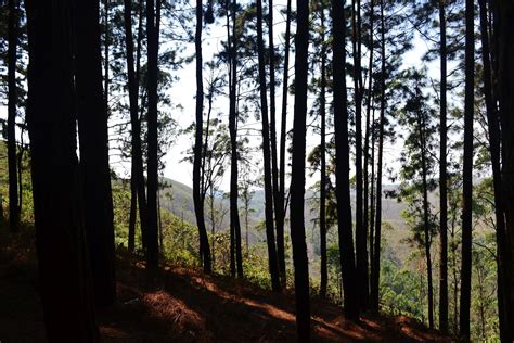 Photography & Me: Pine Forest at Vagamon