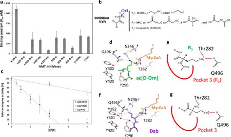 Characterization of K-myristoylation-inspired suicide inhibitors of NMT ...