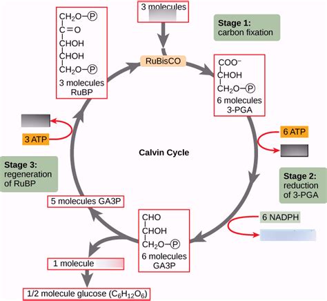 Biology Unit Calvin Cycle Diagram Diagram Quizlet