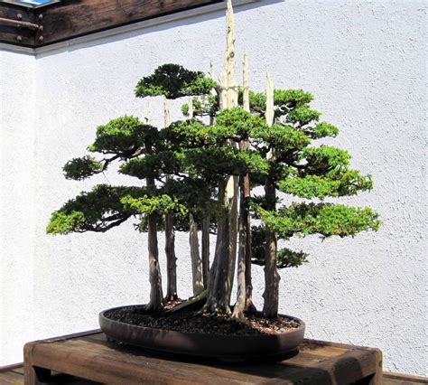 Architect Design™ Bonsai Garden