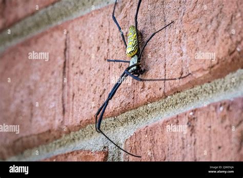 Female Joro Spider Hi Res Stock Photography And Images Alamy