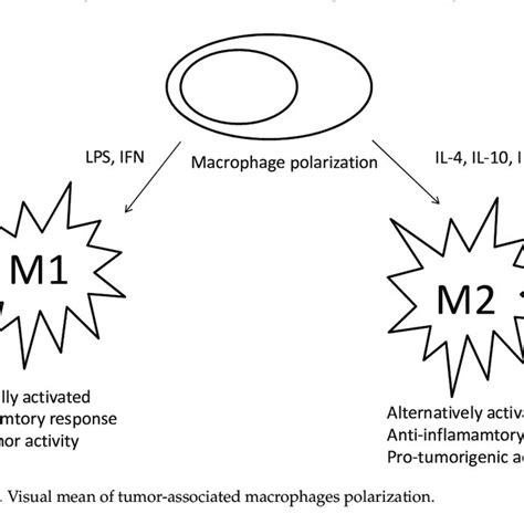 Visual mean of tumor-associated macrophages polarization. | Download ...