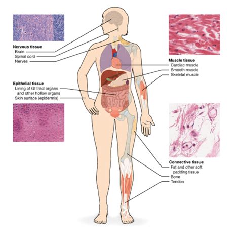 Tissue - Definition, Types, and Functions with FAQs