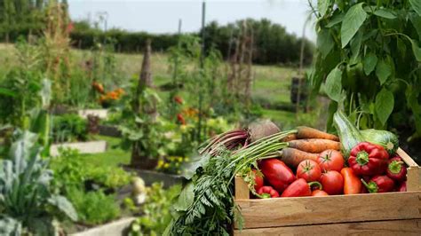 Potager 6 fleurs pour éloigner définitivement les nuisibles