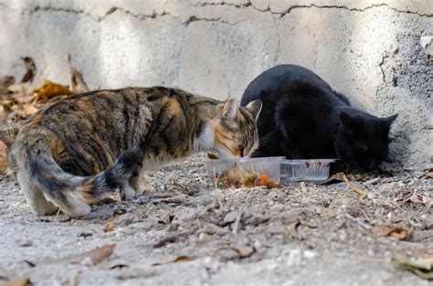 What To Feed Stray Cats?