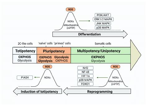 Redox Signaling Pathways Participating In The Regulation Of Cell Download Scientific Diagram