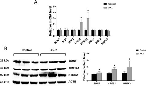 Effect Of Chronic Ak Treatment On Neuroplasticity Associated Genes