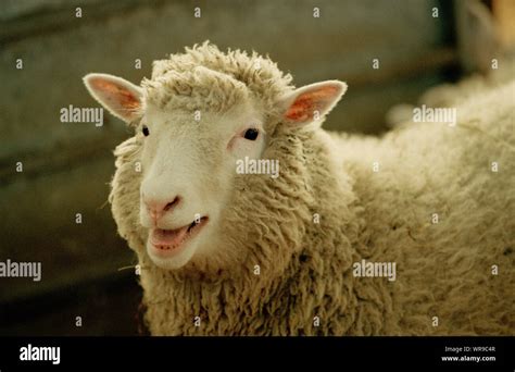 Cloning Clone Dolly Hi Res Stock Photography And Images Alamy