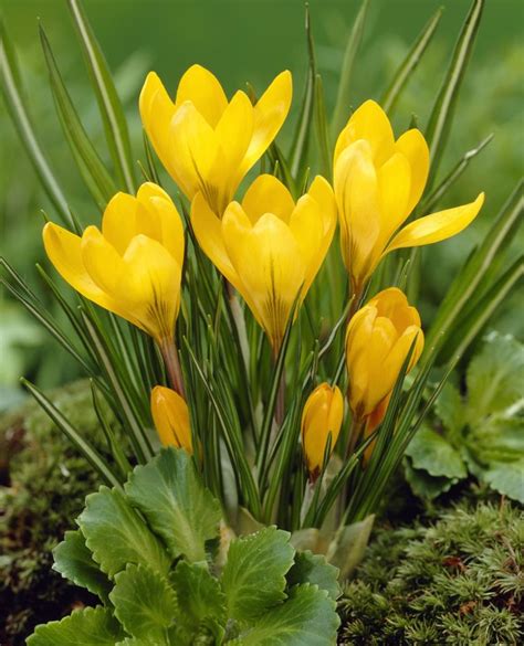 Yellow Mammoth Crocus Plants Bulbs Seeds At Lowes