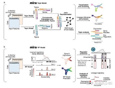 10x单细胞 And 10xatac 联合分析表征细胞调控网络（mira） 知乎