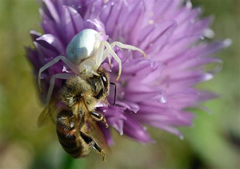 weiße Krabbenspinne mit Beute Karin Rogmann Flickr