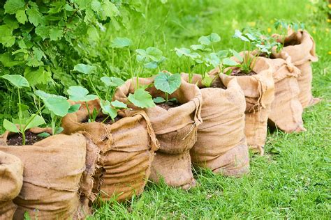 The Complete Guide To Gardening In Grow Bags