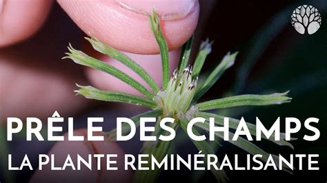 La prêle des champs et ses bienfaits Le Chemin de la Nature