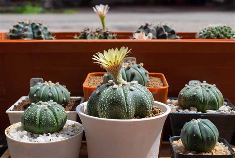 Discover 15 Different Types of Cactus - Wiki Point