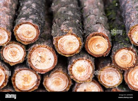 Log Stack Hi Res Stock Photography And Images Alamy