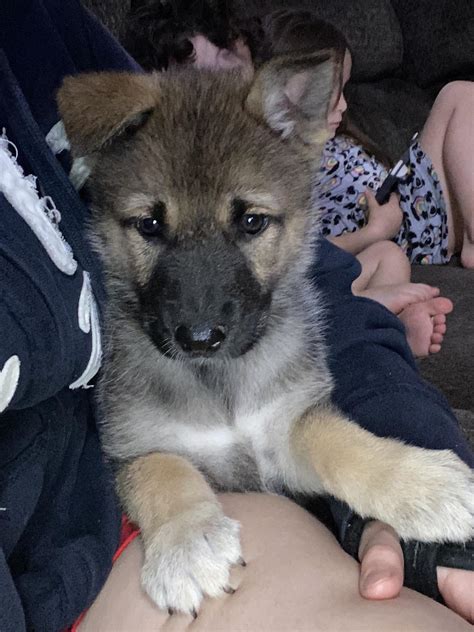 Malamute German Shepherd Husky Mix