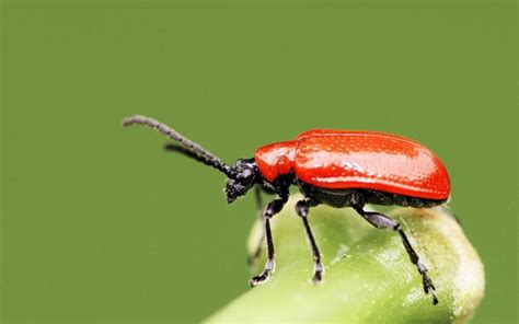 What Were The Top 10 Garden Pests In 2012