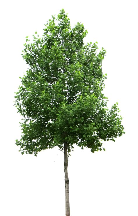 Free Tree Png Transparent Images Download Free Tree Png Transparent